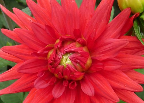 flower red detail