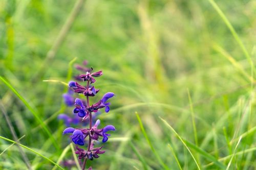 ohrid wild flower field flower garden