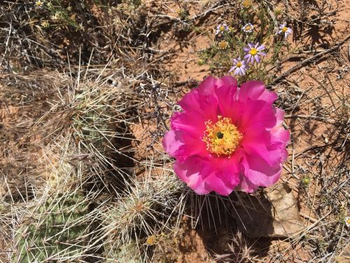 flower cactus desert