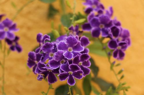 flower carnivorous purple