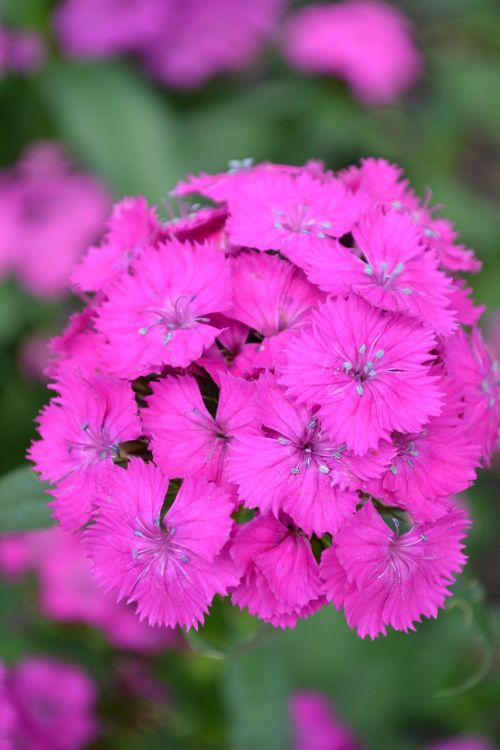 flower pink pretty
