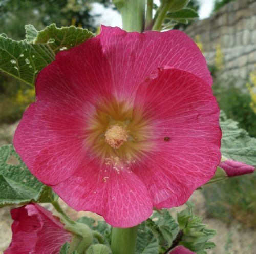 flower garden red