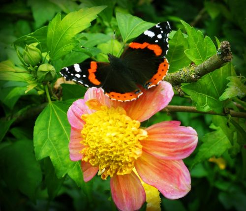 flower butterfly flowers