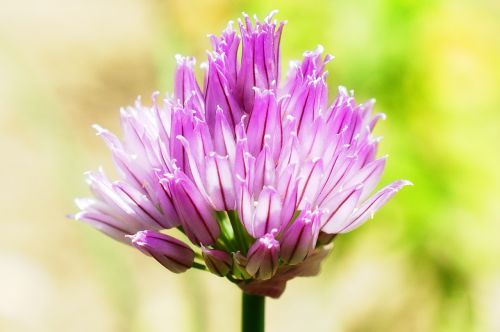 flower nature blossom