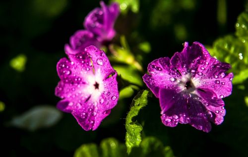 flower droplets dewdrops