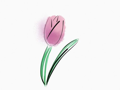 flower tulip bloom
