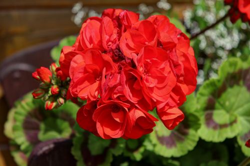 flower red garden