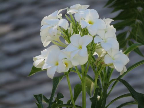 plumeria flowers white girls
