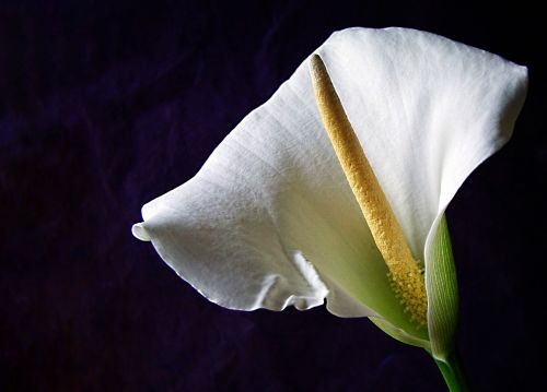 flower spike white