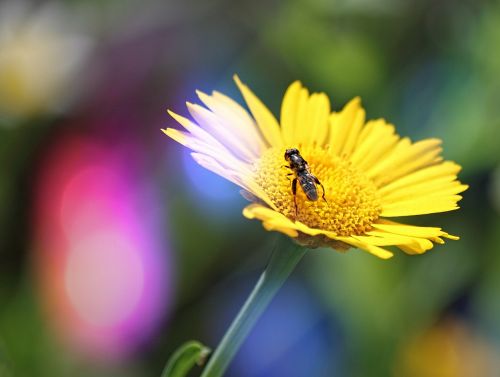 flower nature yellow