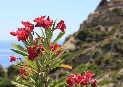 flower greece the mediterranean sea