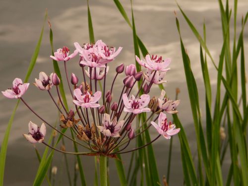 water viole flower cottbus