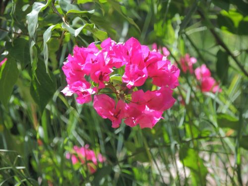 flower pink flower spring