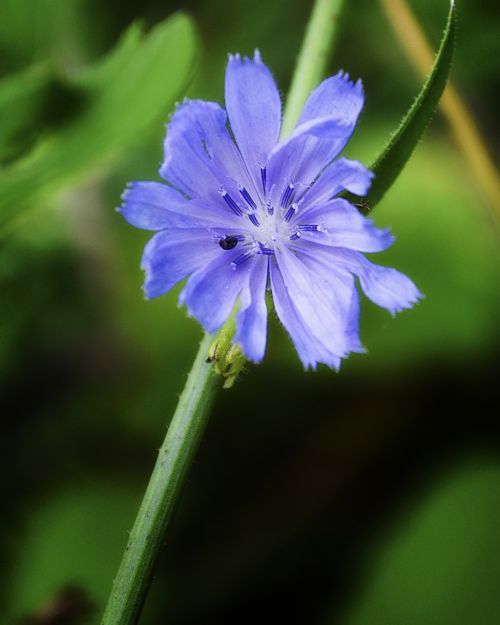 flower purple plant