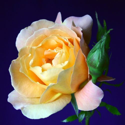 flower rose peach