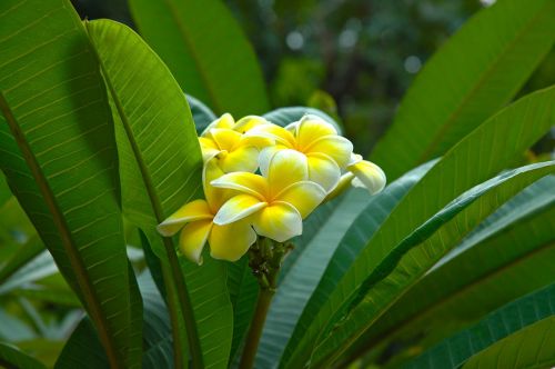 blossom bloom flower