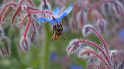 flower bee forage