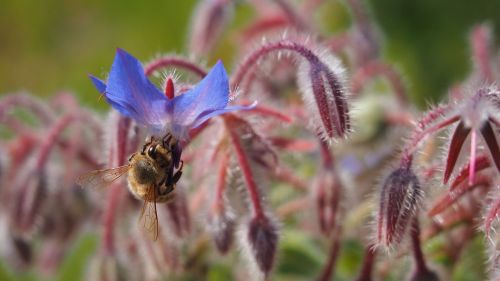 flower bee forage