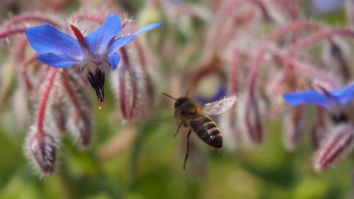 flower bee forage