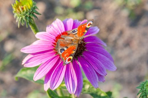 violet flower red butterfly nature