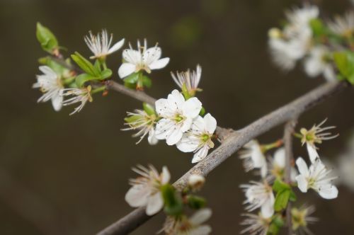 flower white spring