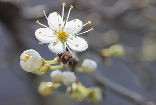 flower blackthorn blossom spring