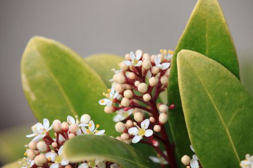 flower plant leaf