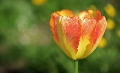 flower plant blossom