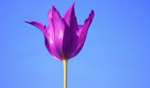 flower plant blossom