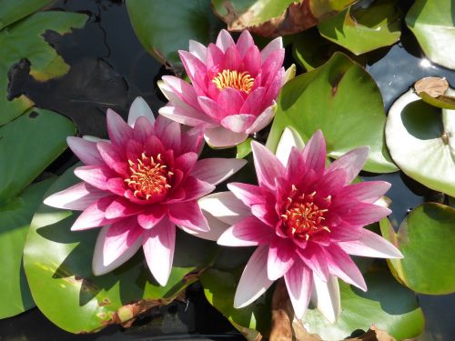 flower lily lotus