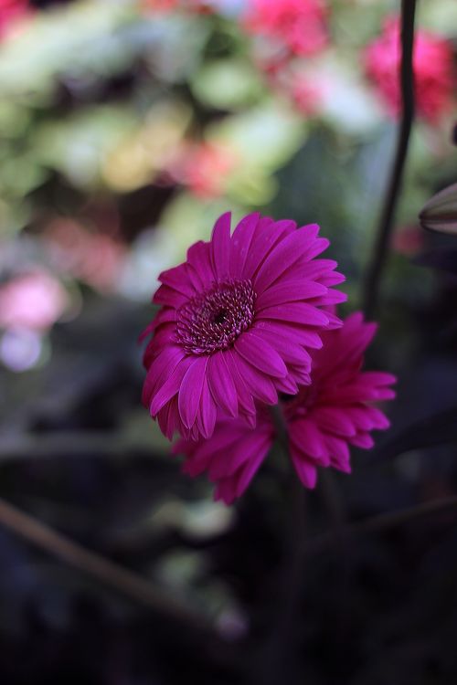 flower pink spring