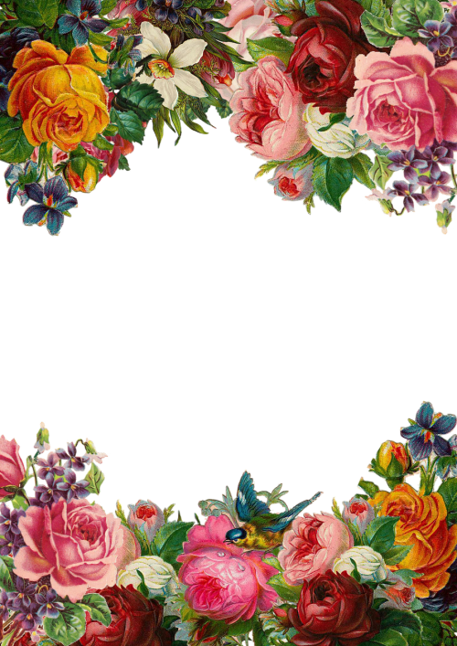 flower rose frame