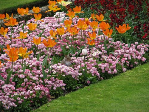 flower tulip flowerbed