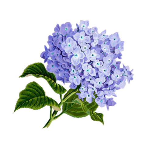 flower purple plan