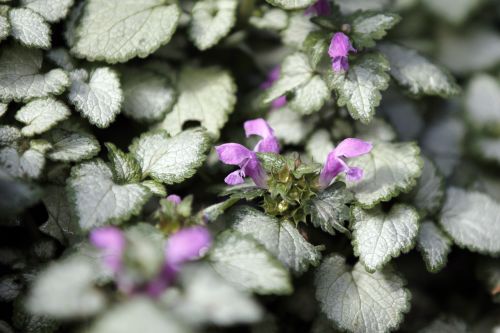 flower pink plant