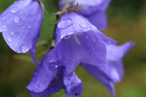 bellflower purple a drop of water