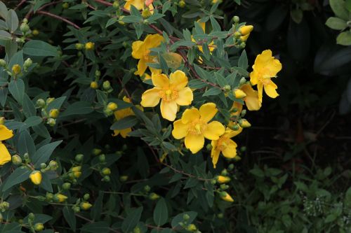 flower yellow flower garden