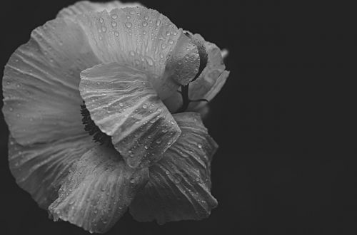 flower shy white