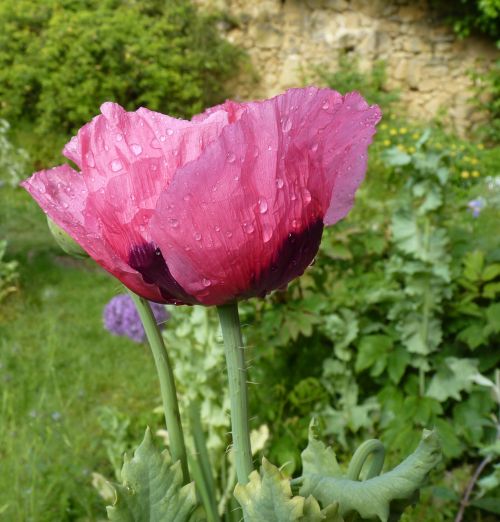 flower poppy pink poppy