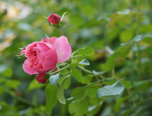 flower rose pink flower