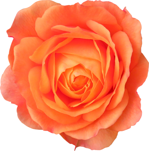 flower orange rose