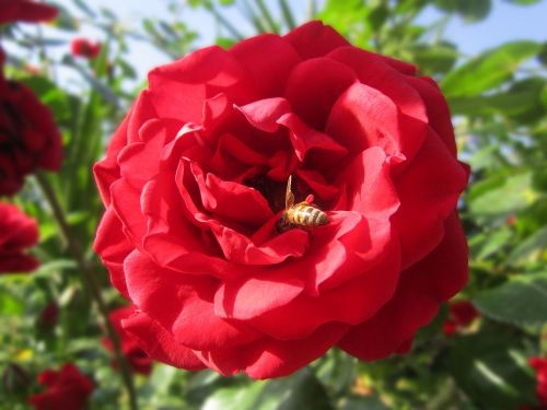 flower rose red rose