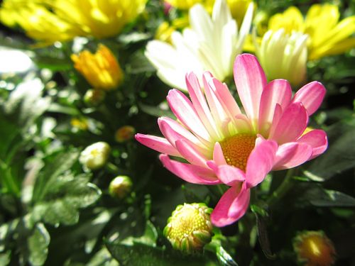 flower autumn flower chrysanthemum