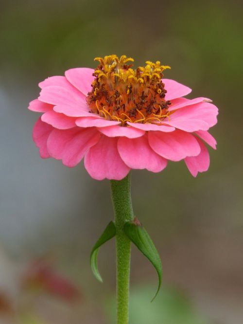 flower zinia pink