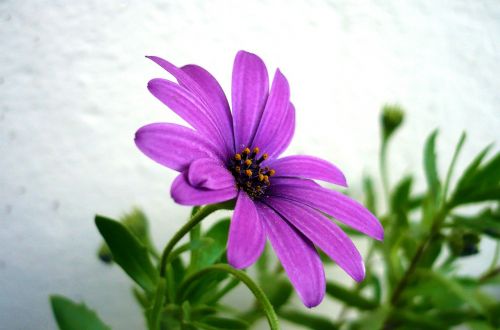 flower daisy purple flowers