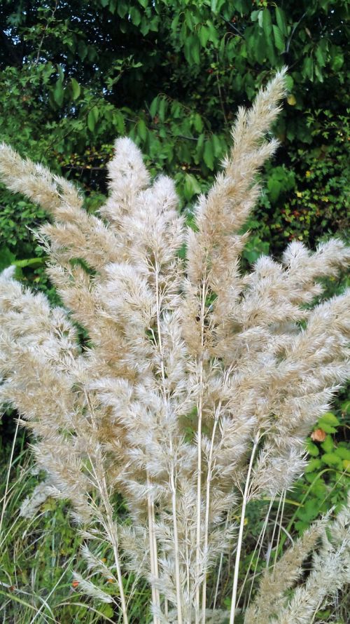 flower plant summer