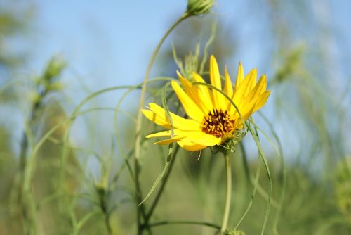 flower yellow yellow flower