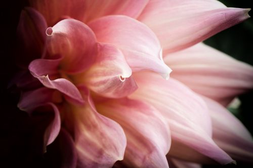 flower macro garden