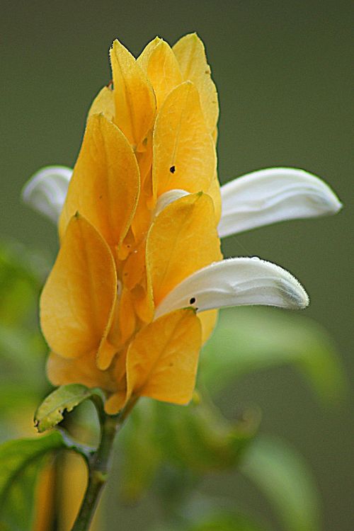 flower wildflower blossom