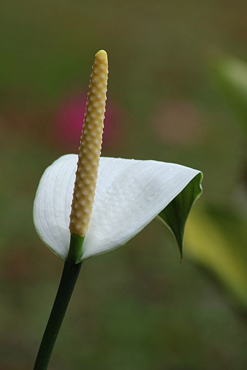flower calla floral